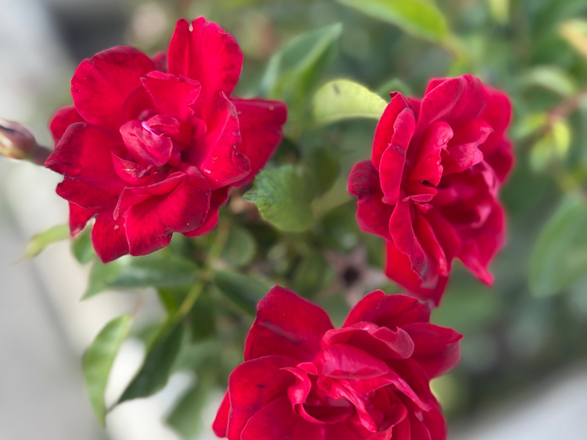 Mind Over Green Matter